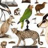 Almacen de aves