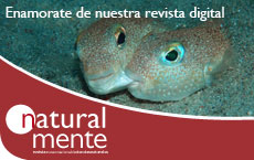 Enlace Colecciones