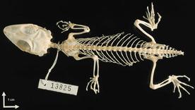 Coleccion Anfibios y Reptiles