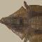 PIEL DE CAIMÁN NEGRO DEL AMAZONAS (Melanosochus niger)
