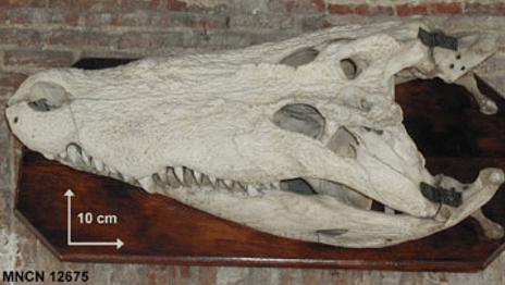 COCODRilO MARINO - Craneo Articulado (Crocodylus porosus)