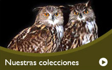 Nuestras Colecciones