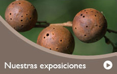 Nuestras Colecciones