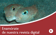 Nuestras Actividades