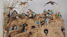 AVES Y MAMÍFEROS