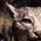 Lince ibérico