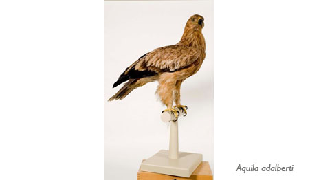 Águila imperial ibérica