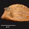 Acanthostracion sp. (Pez Cofre)