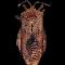 Hemiptera: Coreidae. Fauna neotropical