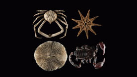 colección de INVERTEBRADOS