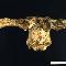 Cráneo con cuernas, Gazellospira torticornis. Procedente del yacimiento del Plioceno Superior de La Puebla de Valverde (Teruel).
