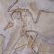 Archaeopteryx litographica. Réplica de un esqueleto del yacimiento del Jurásico Superior de Solnhfen (Alemania).
