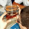 Taller Reino Animal
