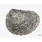 Mollusca. Bivalvia. Limidae. Buchsweiler. Francia. Jurásico inferior (c. 200  176 ma). Foto: Servicio de Fotografía del MNCN.