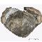 Zanthopsis MCoy, 1849. Huesca. España. Eoceno (c. 56 - 34 ma). Foto: Servicio de Fotografía del MNCN.