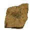 Trilobites desarticulado. Paradoxides spinosus Boek, 1838. Castropol. Asturias. España. Cámbrico medio (c. 510 ma). Foto: Servicio de Fotografía del MNCN.