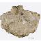 Roca caliza con bivalvos, ammonites y belemnites. Federación Rusa. Jurásico superior (c. 161 - 146 ma). Foto: Servicio de Fotografía del MNCN.
