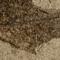 Acer trilobatum (Sternberg) Braun. Oehningen. Alemania. Mioceno medio (c. 13,8  11,6 ma). Foto: Servicio de Fotografía del MNCN.