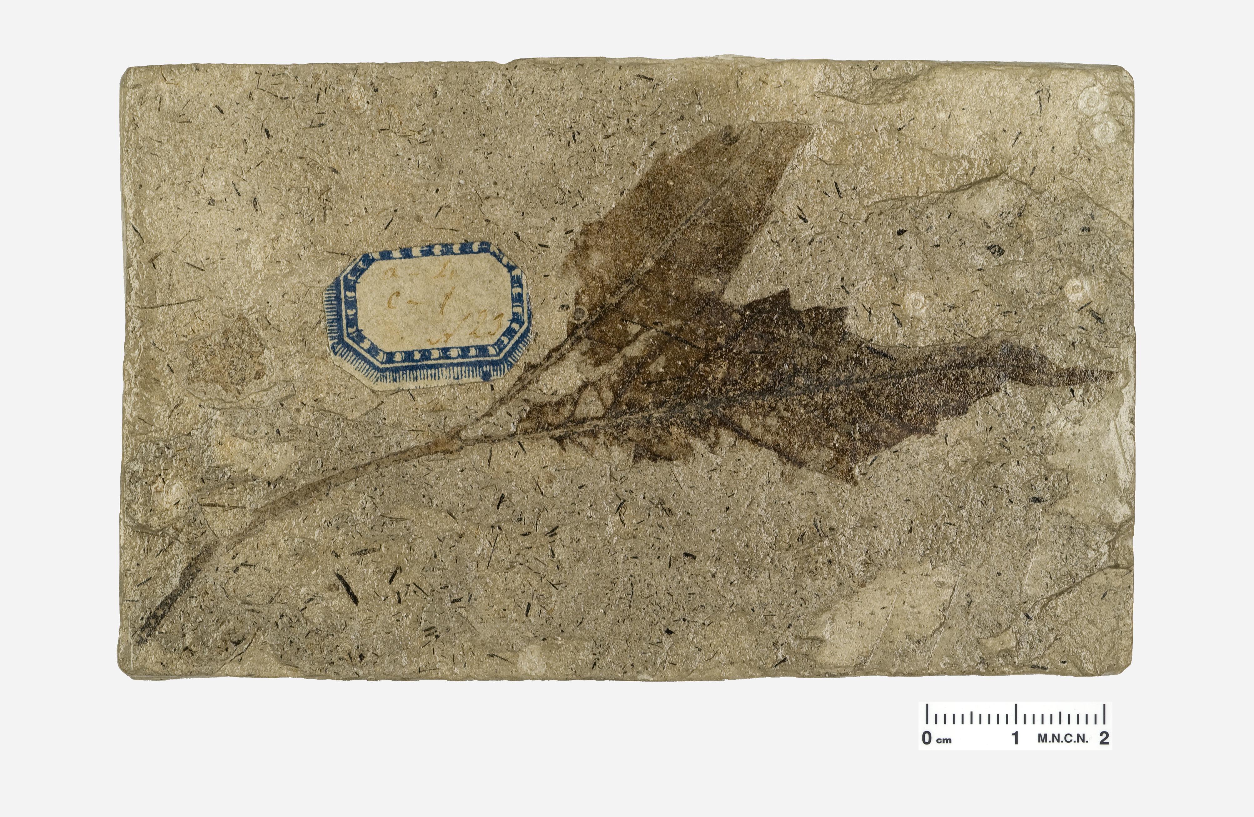 Colección de PALEONTOLOGÍA de PALEOBOTÁNICA