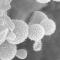 Bacterias