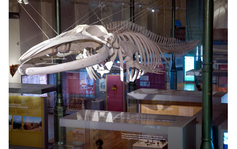 esqueleto de ballena