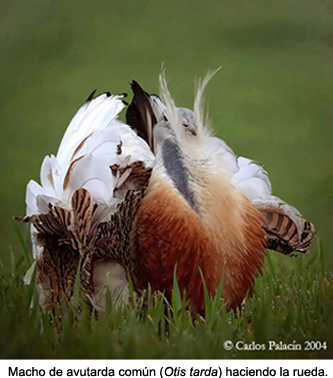 aves voladoras nombres