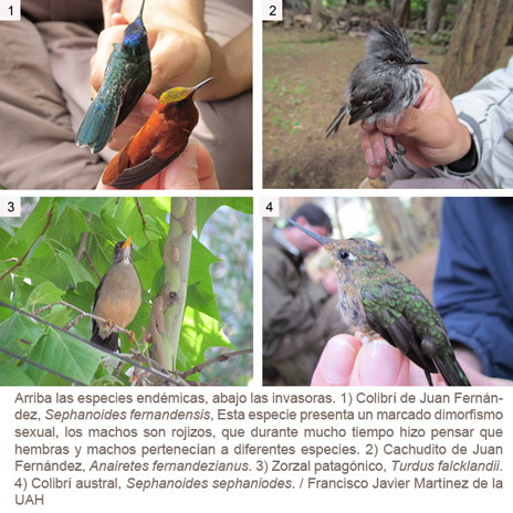 Imágenes de las aves estudiadas Imágenes de las aves estudiadas