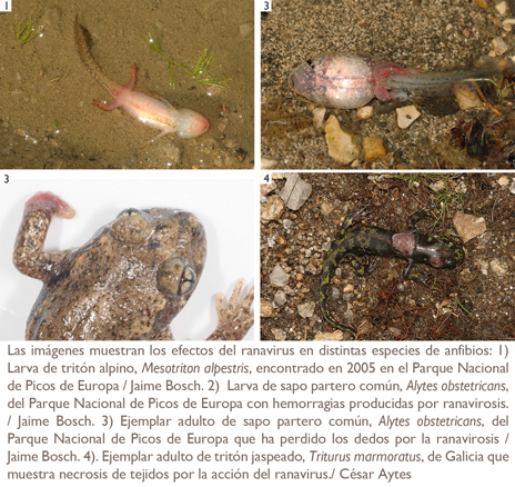 Imágenes que muestran los efectos del ranavirus en distintas especies de anfibios