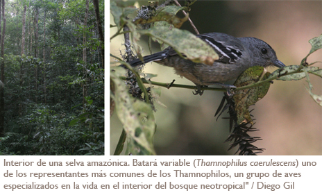 imágenes pájaros en la selva amazónica