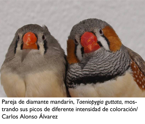Pareja de diamantes mandarinos