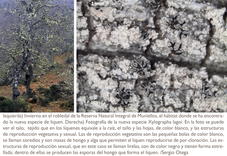 IMágenes del liquen y su hábitat