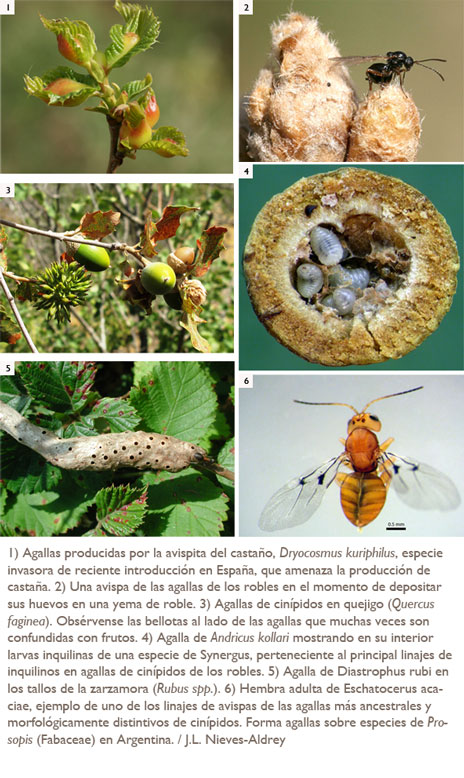 imágenes de agallas y avispas