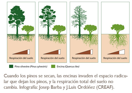 Cuando los pinos se secan, las encinas invaden el espacio radicular que dejan los pinos, y la respiración total del suelo no cambia. Infografía: Josep Barba y J.Luis Ordóñez (CREAF).