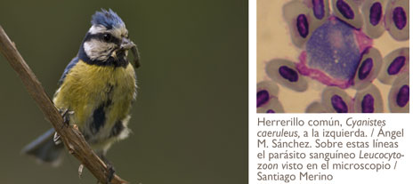 herrerillo y parásitos sanguineos
