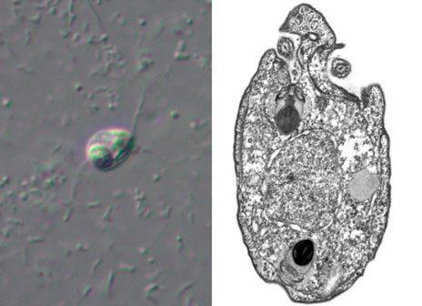Denis V. Tiknonenkov