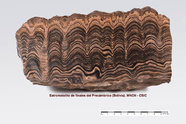 Estromatolito precámbrico de Bolivia