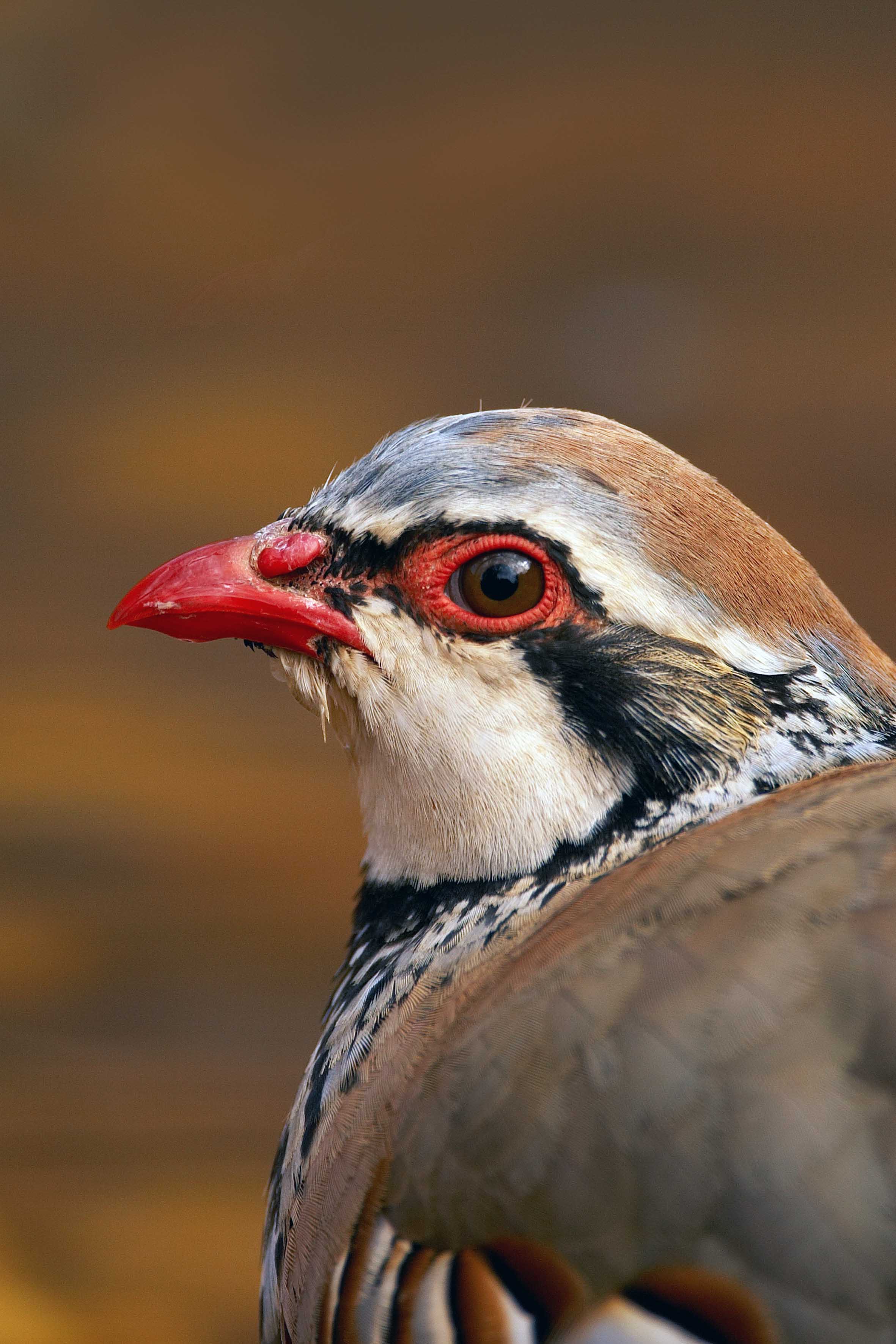 The head of the red-legged partridge (Alectoris rufa) showing ornaments produced by carotenoid pigments (bill and eye rings). Foto: Rafael Palomo.