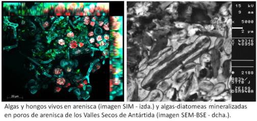 http://www.mncn.csic.es/docs/repositorio/es_ES/Biogeoquimica/fig_ascaso-1.jpg