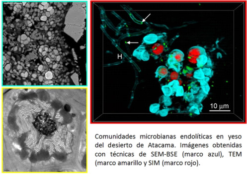 http://www.mncn.csic.es/docs/repositorio/es_ES/Biogeoquimica/fig_ascaso-3.jpg