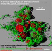 http://www.mncn.csic.es/docs/repositorio/es_ES/Biogeoquimica/jacek-2.jpg