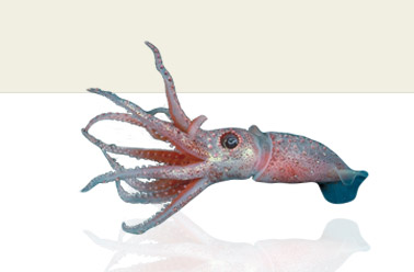 calamar cabeceras