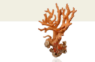 coral rojo cabeceras
