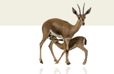 gacelas cabeceras
