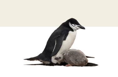 pinguino cabecera
