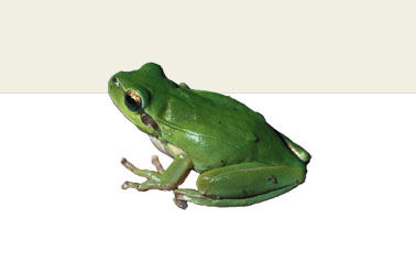 rana mario al60
