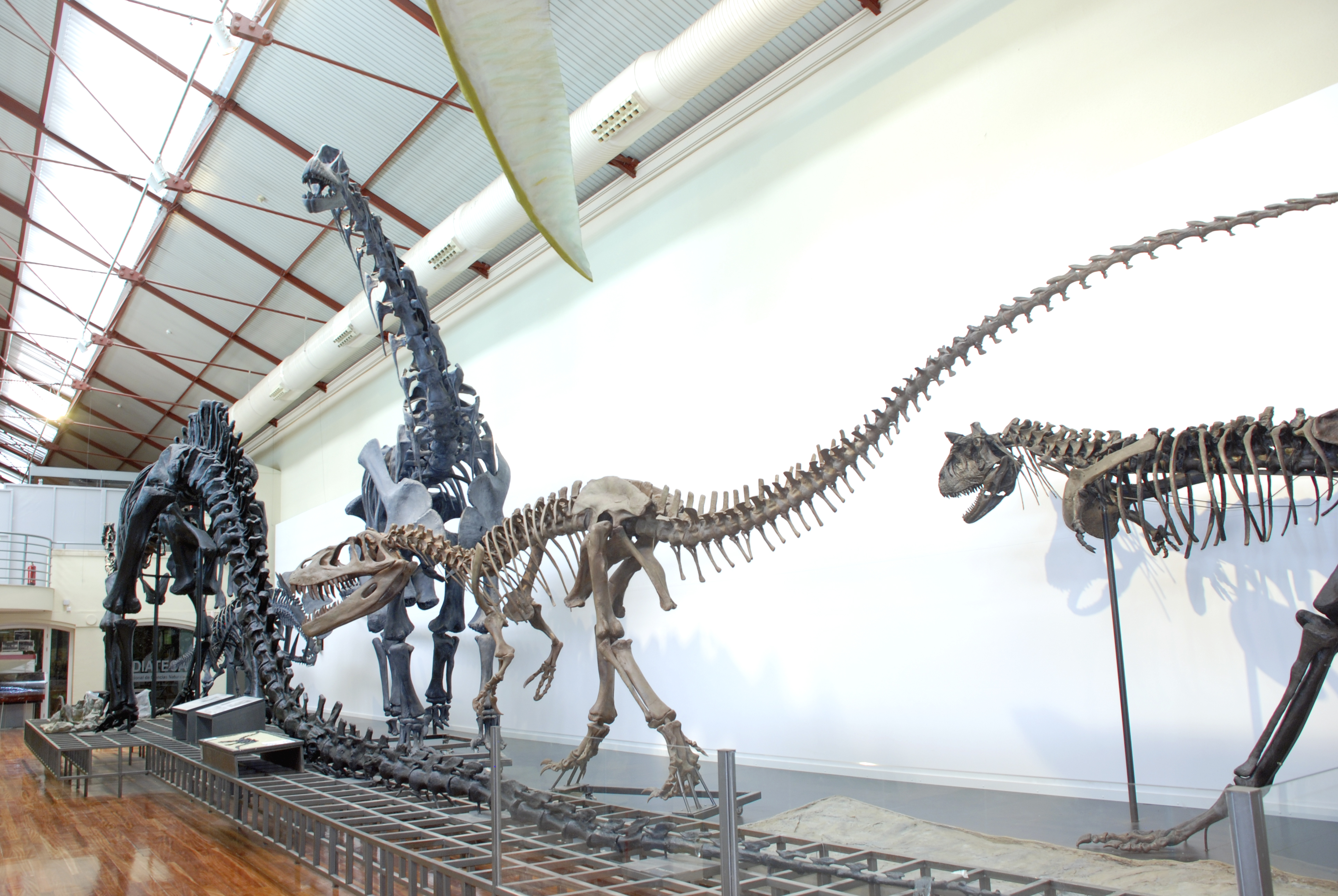 Los dinosaurios vuelven al Museo Nacional de Ciencias Naturales desde el 14  de diciembre | Museo Nacional de Ciencias Naturales
