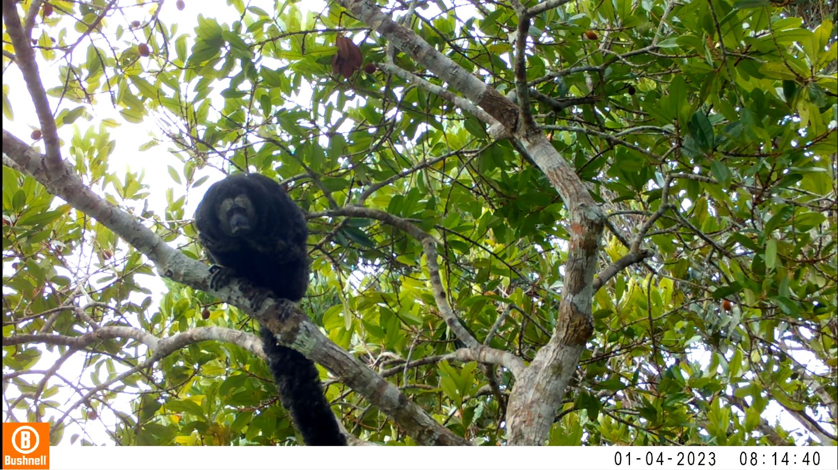 imagen de un primate alimentándose en un árbol