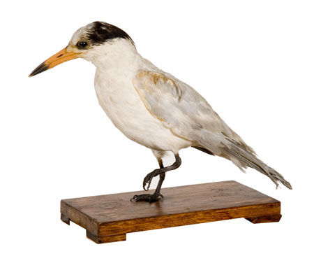 Charrán chino (Thalasseus bernsteini) colectado en la isla de Luzón (Filipinas) en noviembre de 1895, colección de Aves del MNCN. Imagen: Servicio de Fotografía del MNCN.