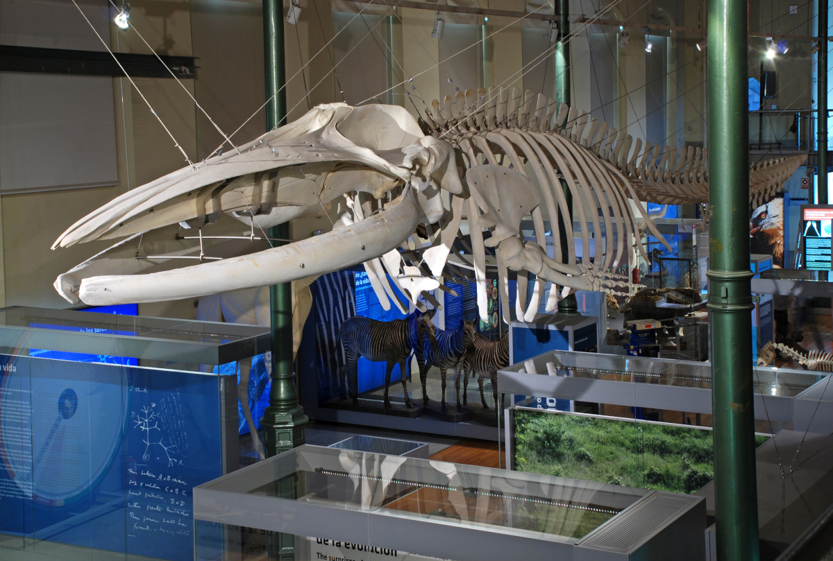 esqueleto ballena
