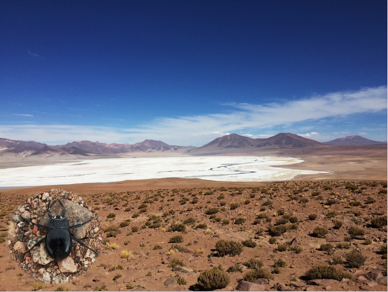 Psectrascelis (Coleoptera: Tenebrionidae)